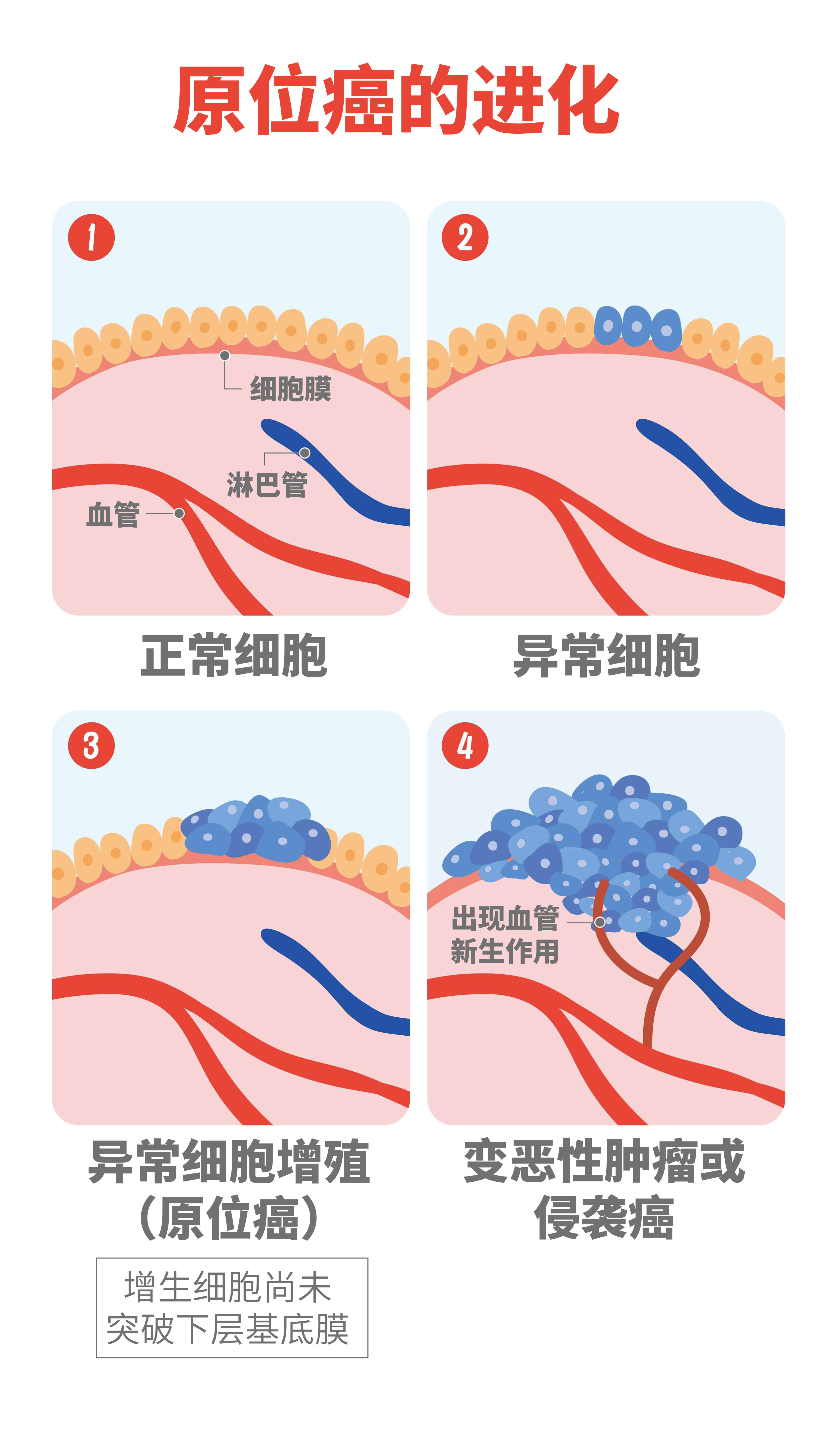 细胞膜卡通图片