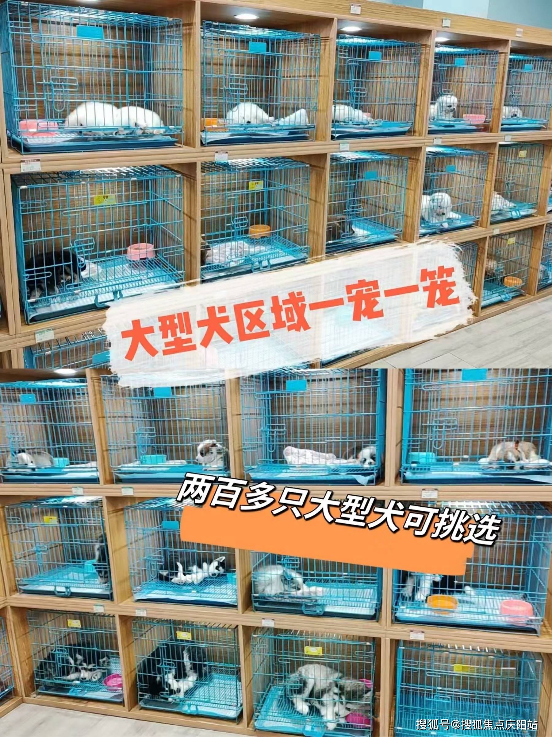 附近买博美犬首页网站附近博美犬多少钱一只丨附近博美犬多少钱一只