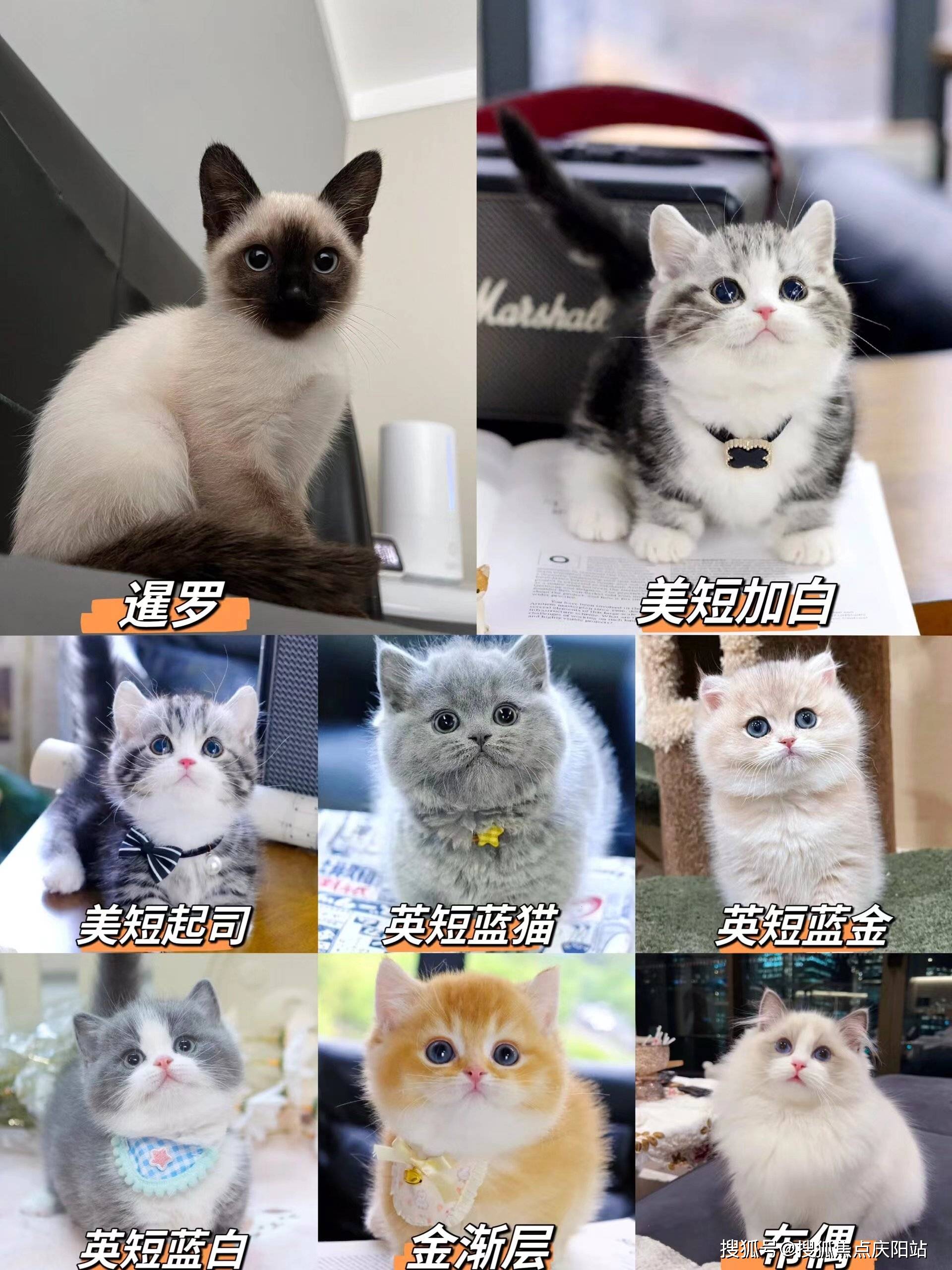 合肥买银渐层首页网站丨银渐层犬多少钱一只(合肥)银渐层犬多少钱一只