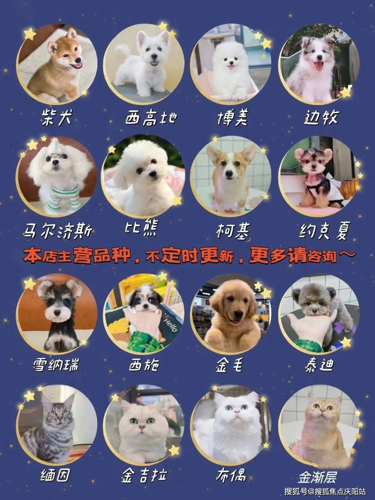 长沙柯基犬首页网站