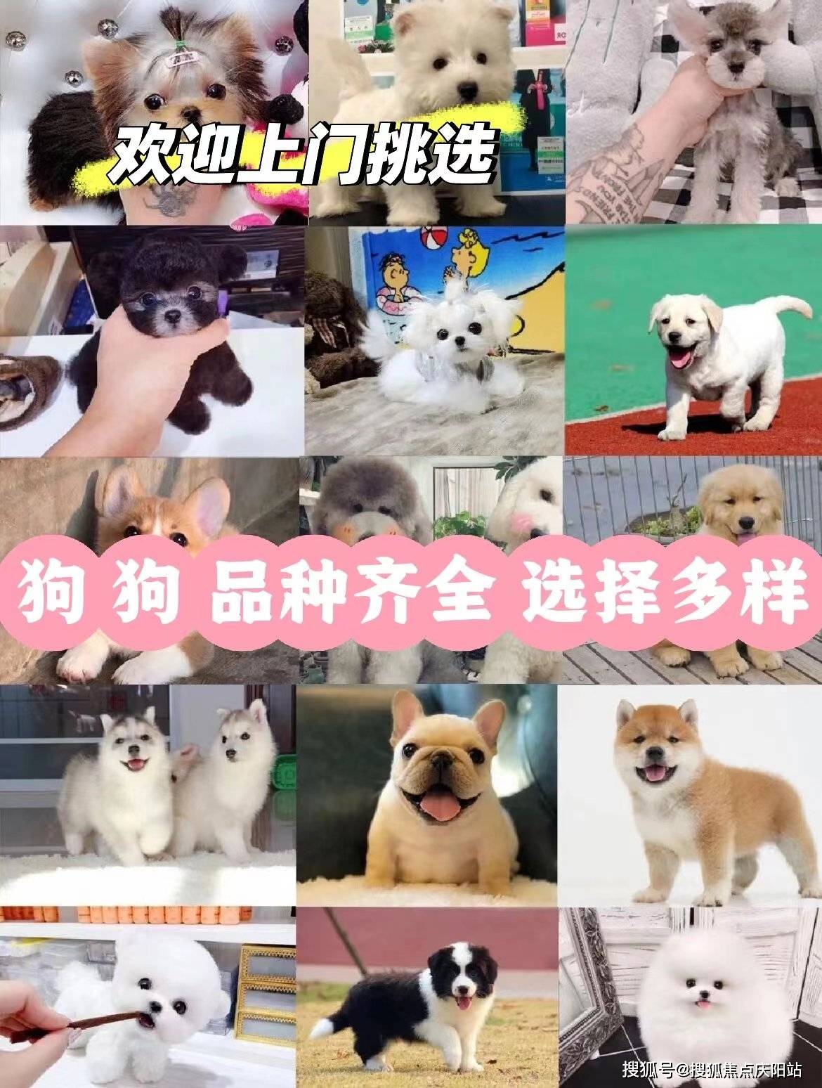 长沙金渐层首页网站长沙金渐层多少钱一只买丨金渐层多少钱一只买