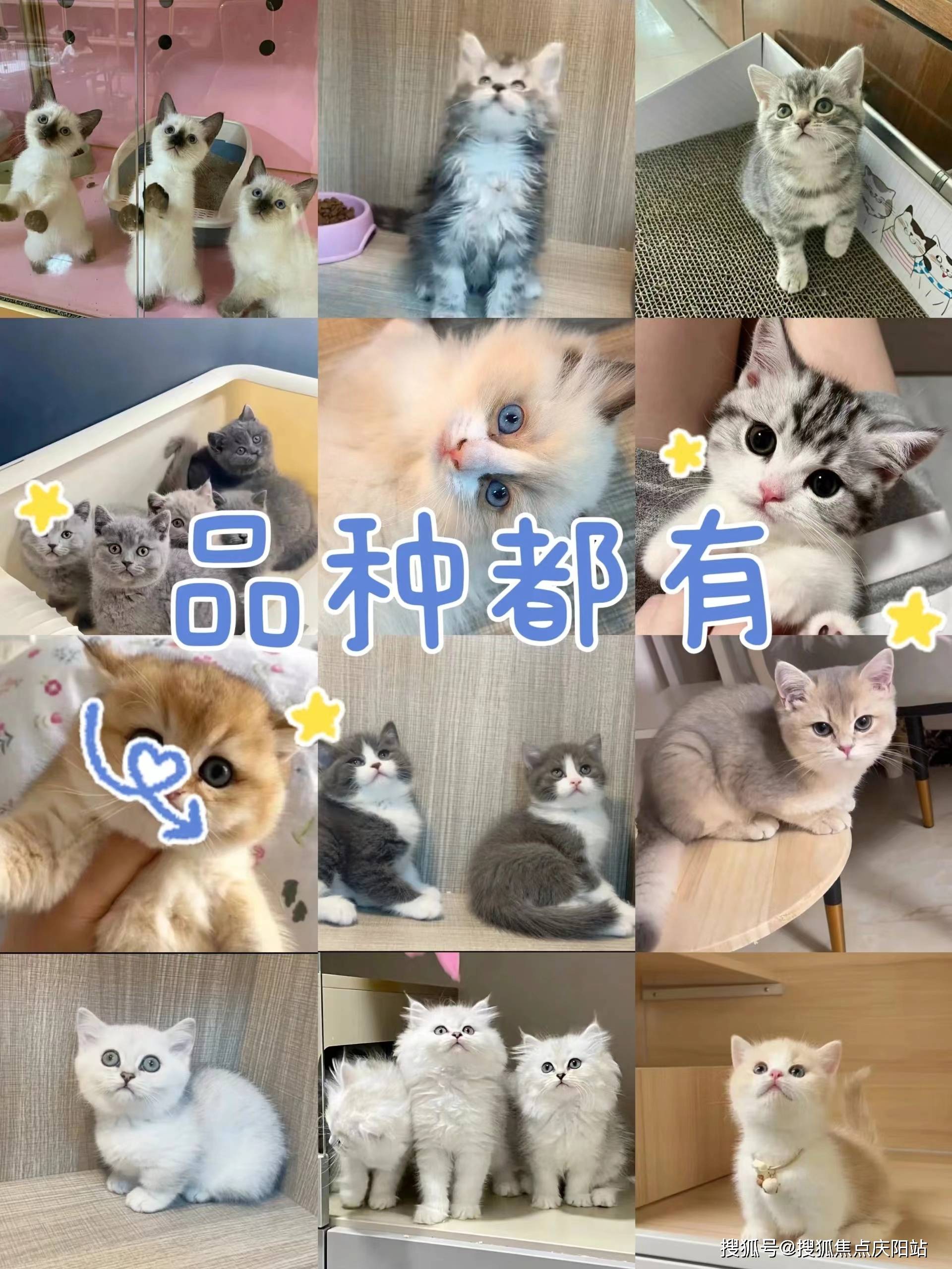 仙女猫多少钱一只图片