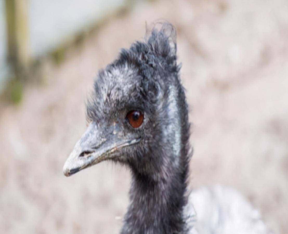 原创史上最奇葩战争鸸鹋与澳大利亚军队的耻辱之战结果太丢人