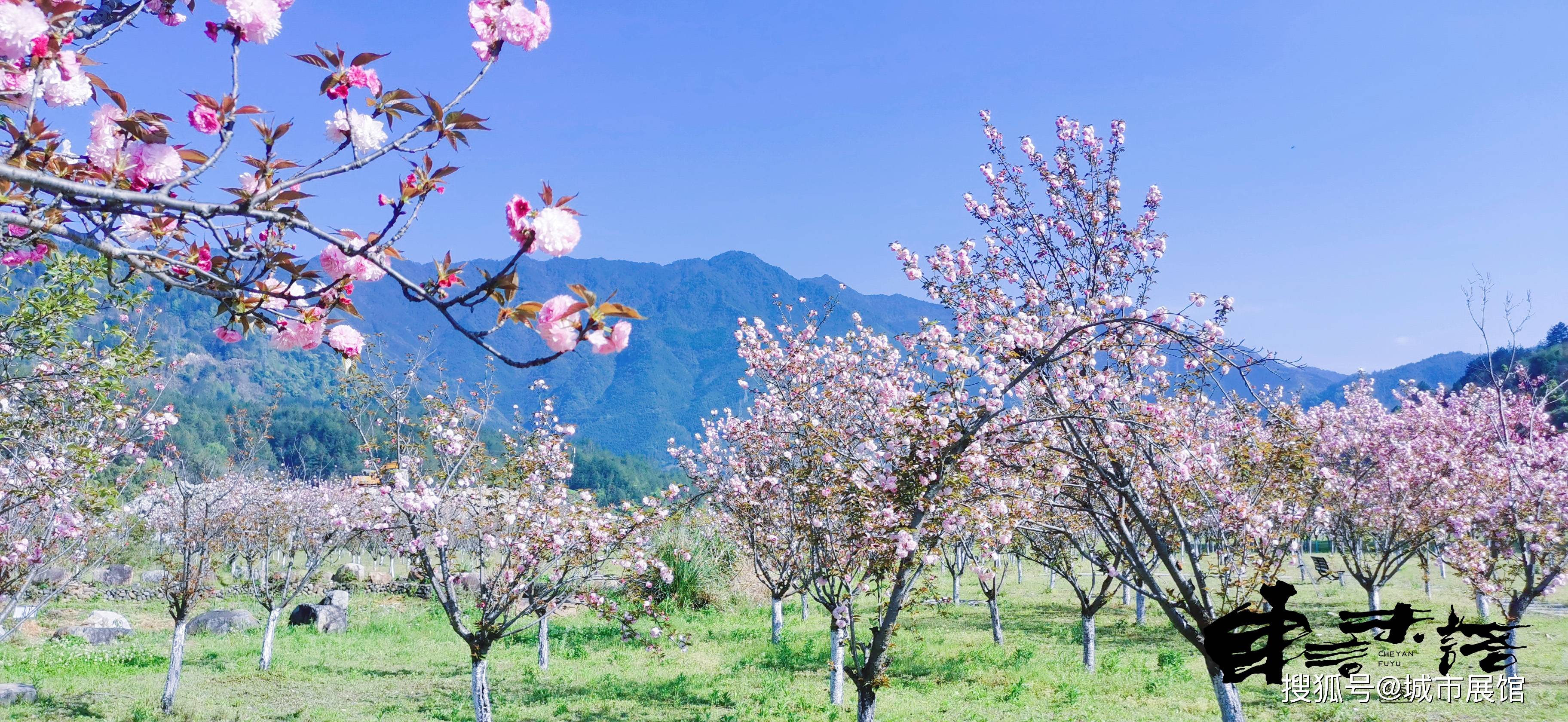 外舍凤凰古镇,天晴云蓝,千峡湖风平如镜,湖堤上樱花娇艳,远山近水,湖