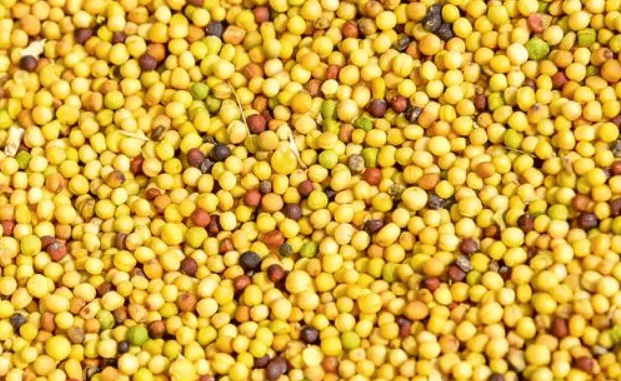 菜籽油的传统改良与转基因