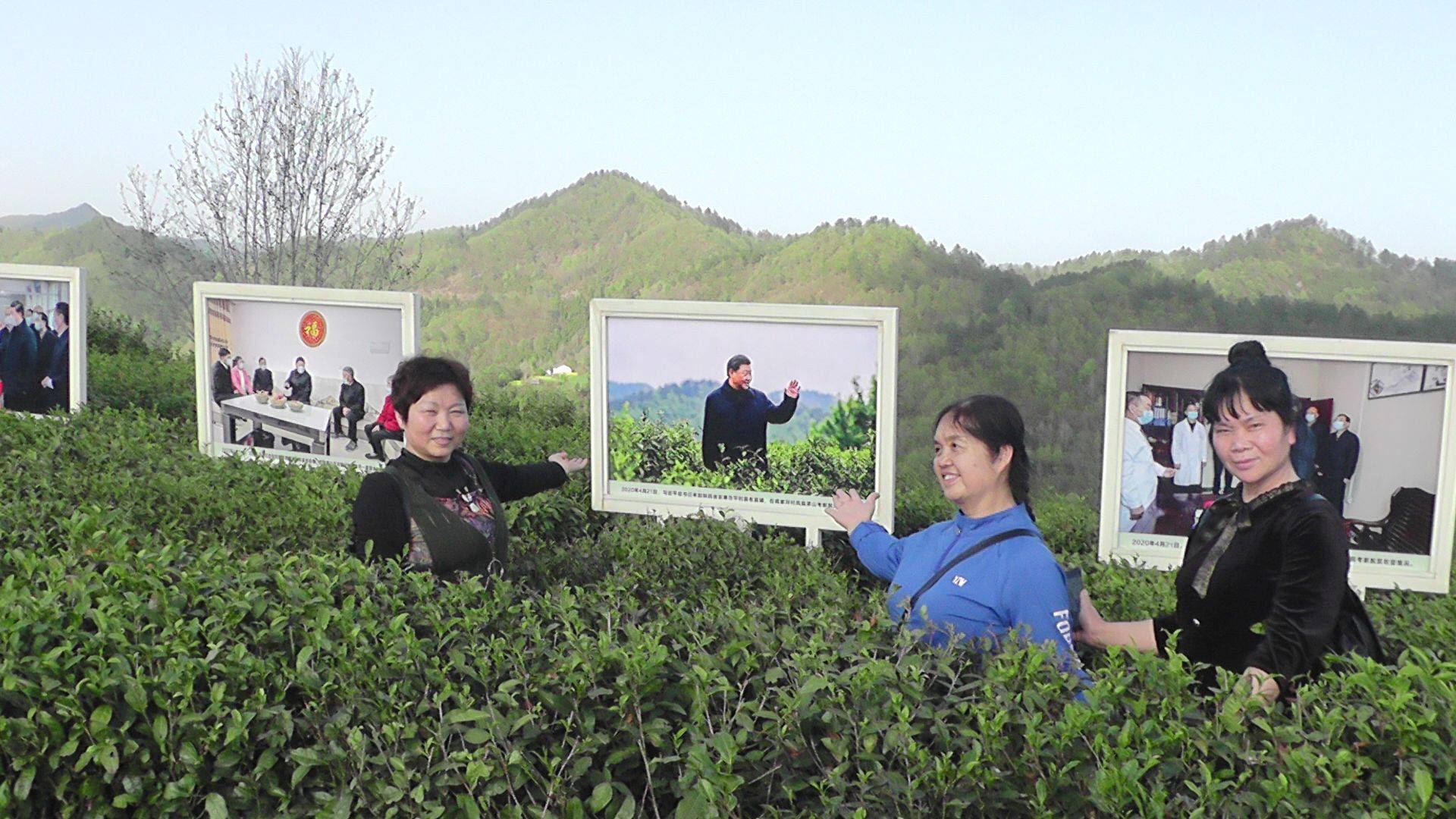 安康平利蒋家坪因茶兴业致富聚焦_茶园_的发展_绿色