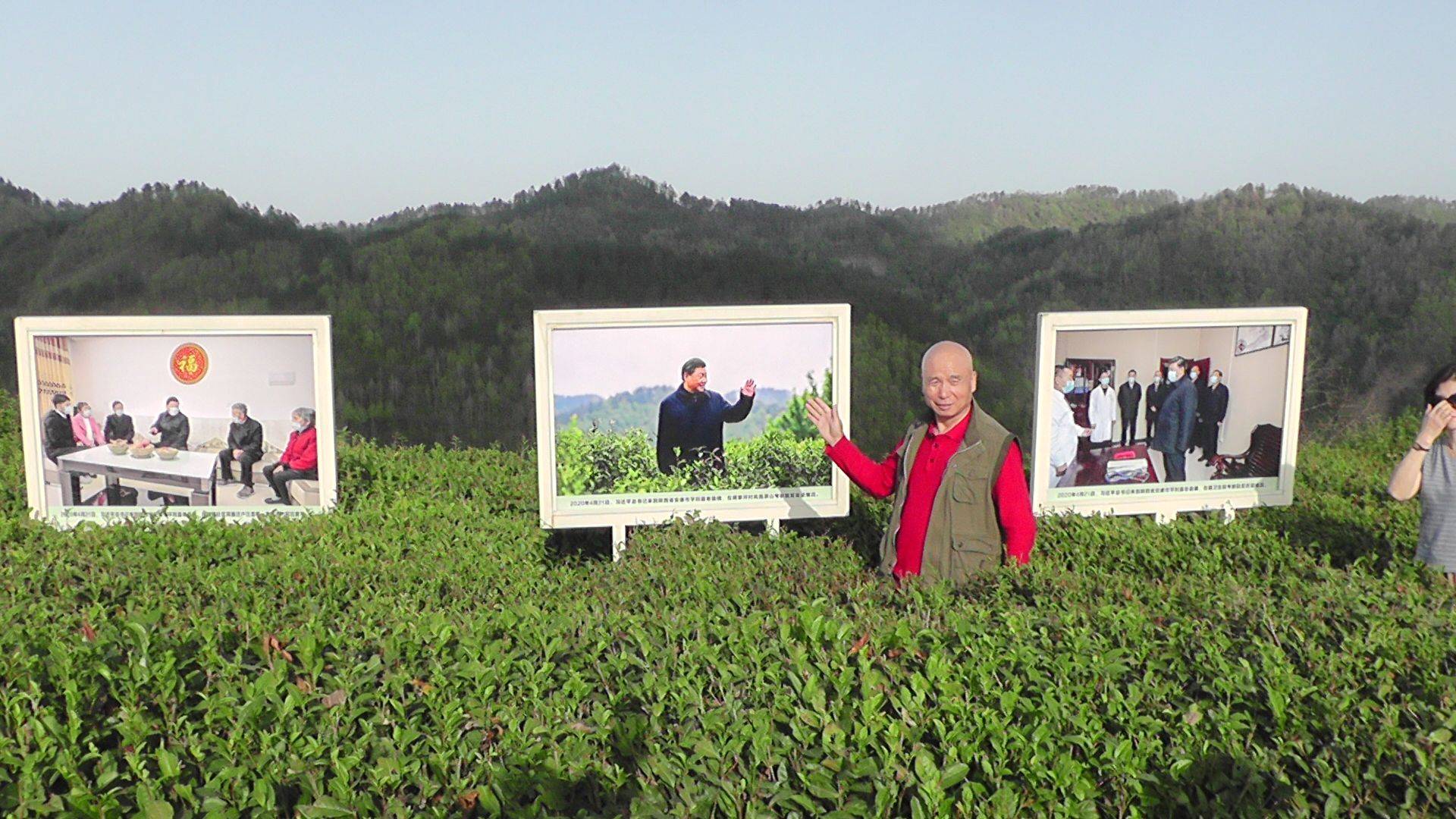 安康平利蒋家坪因茶兴业致富聚焦_茶园_的发展_绿色