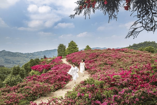 贵州百里杜鹃旅游 攻略,全攻略,赶紧收藏_时间_前往_花卉