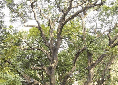 树的共生:探讨树木与其他生物的关系-搜狐大视野-搜狐新闻