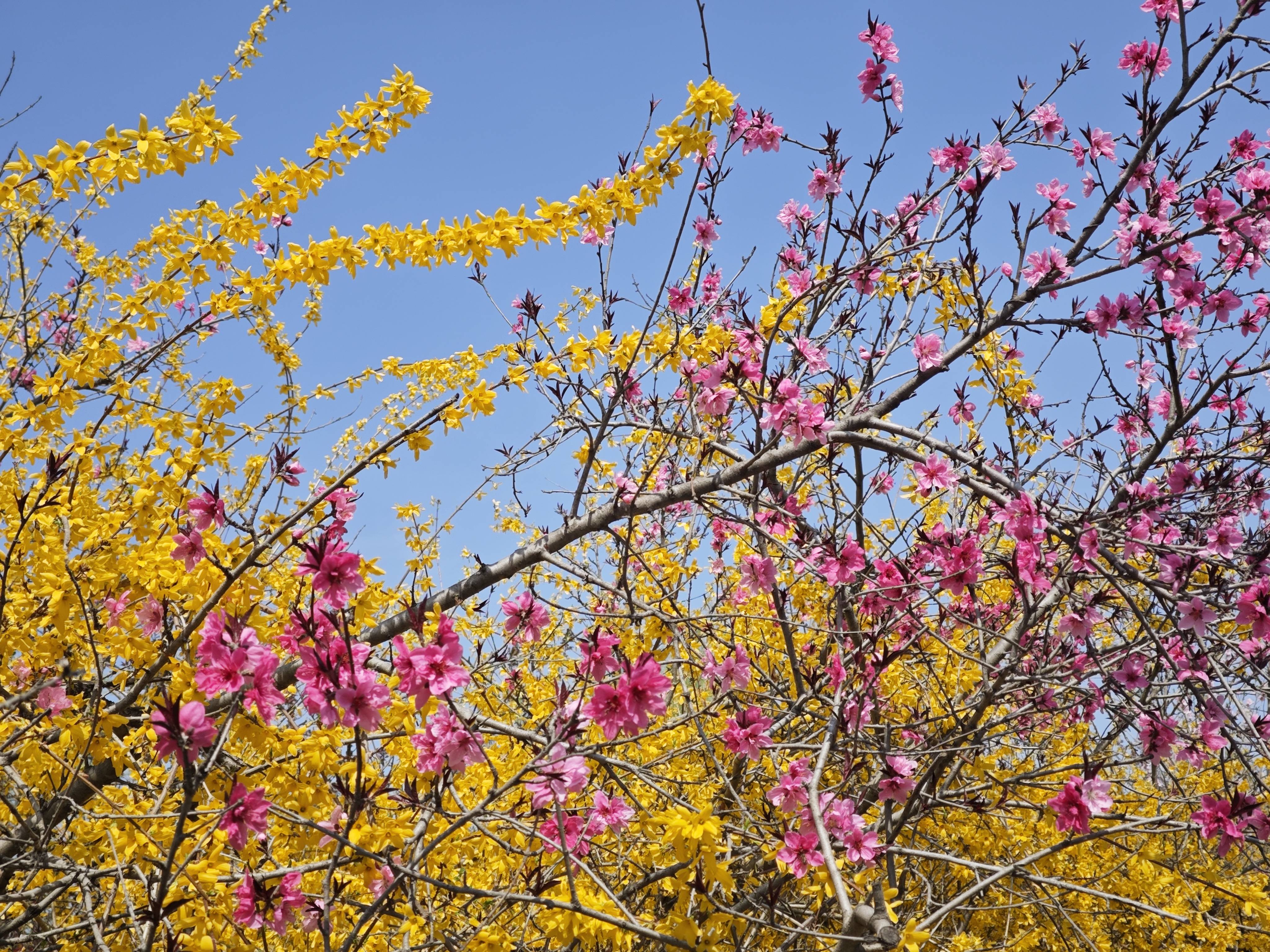 桃红柳绿春有迹,芳菲三月花市浓