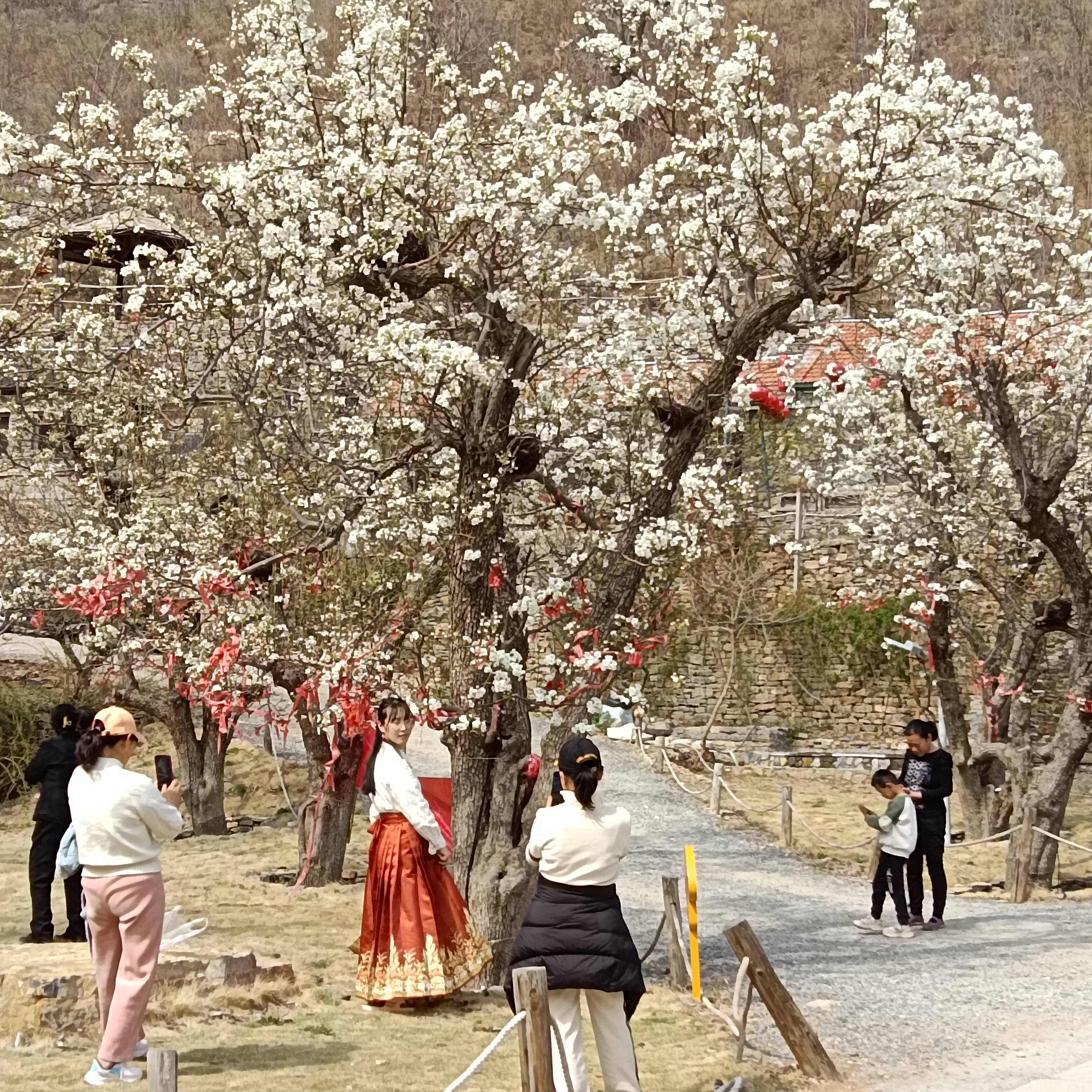 当日,2024中国淄博峨庄下端士生态梨花节开幕.