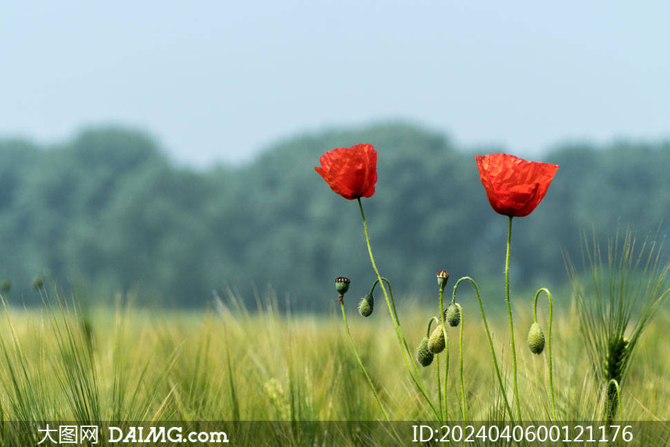盛开的虞美人花朵图片素材_photo_html_com
