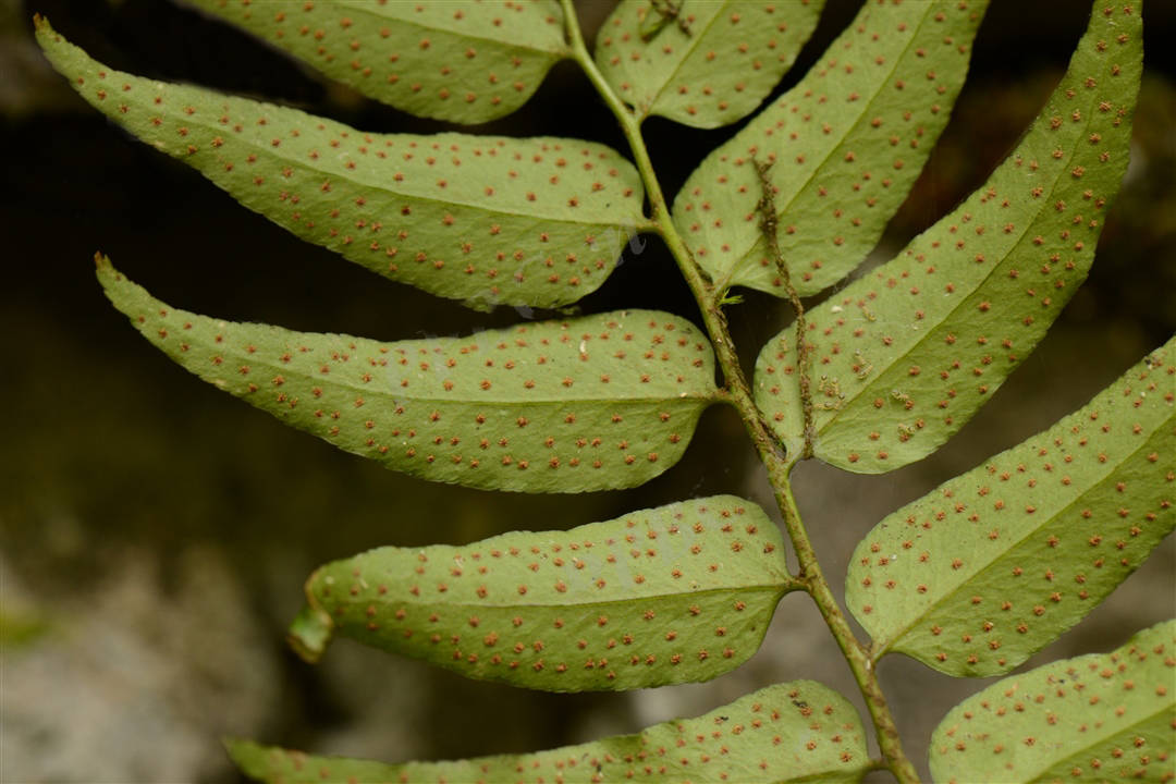 我见到的山东本土野生植物(27)贯众