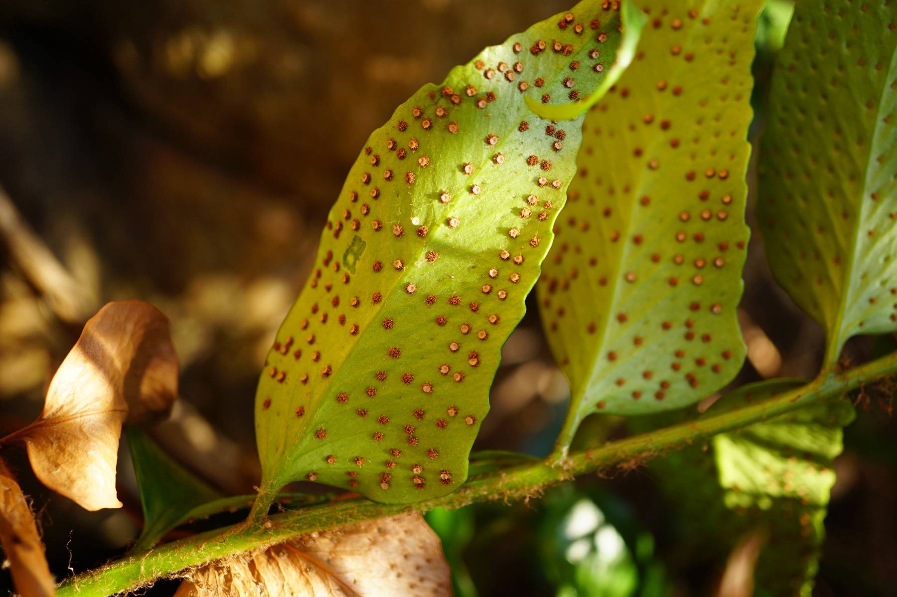 我见到的山东本土野生植物(28)全缘贯众