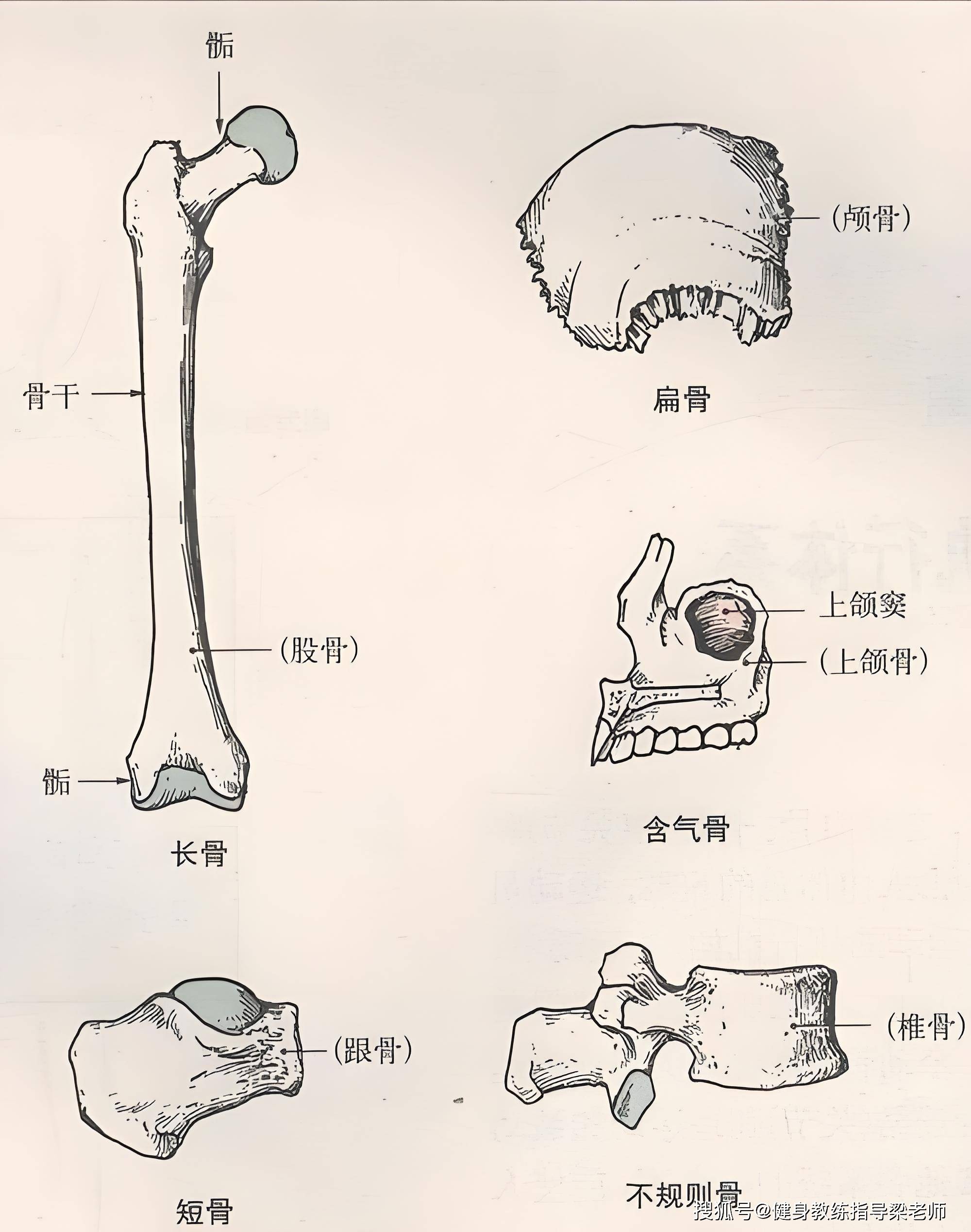 镰刀机械骨骼图片