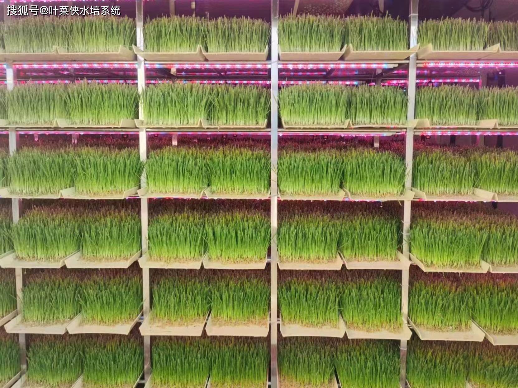 牧草水培集装箱的自动化程度如何 - 叶菜侠科技