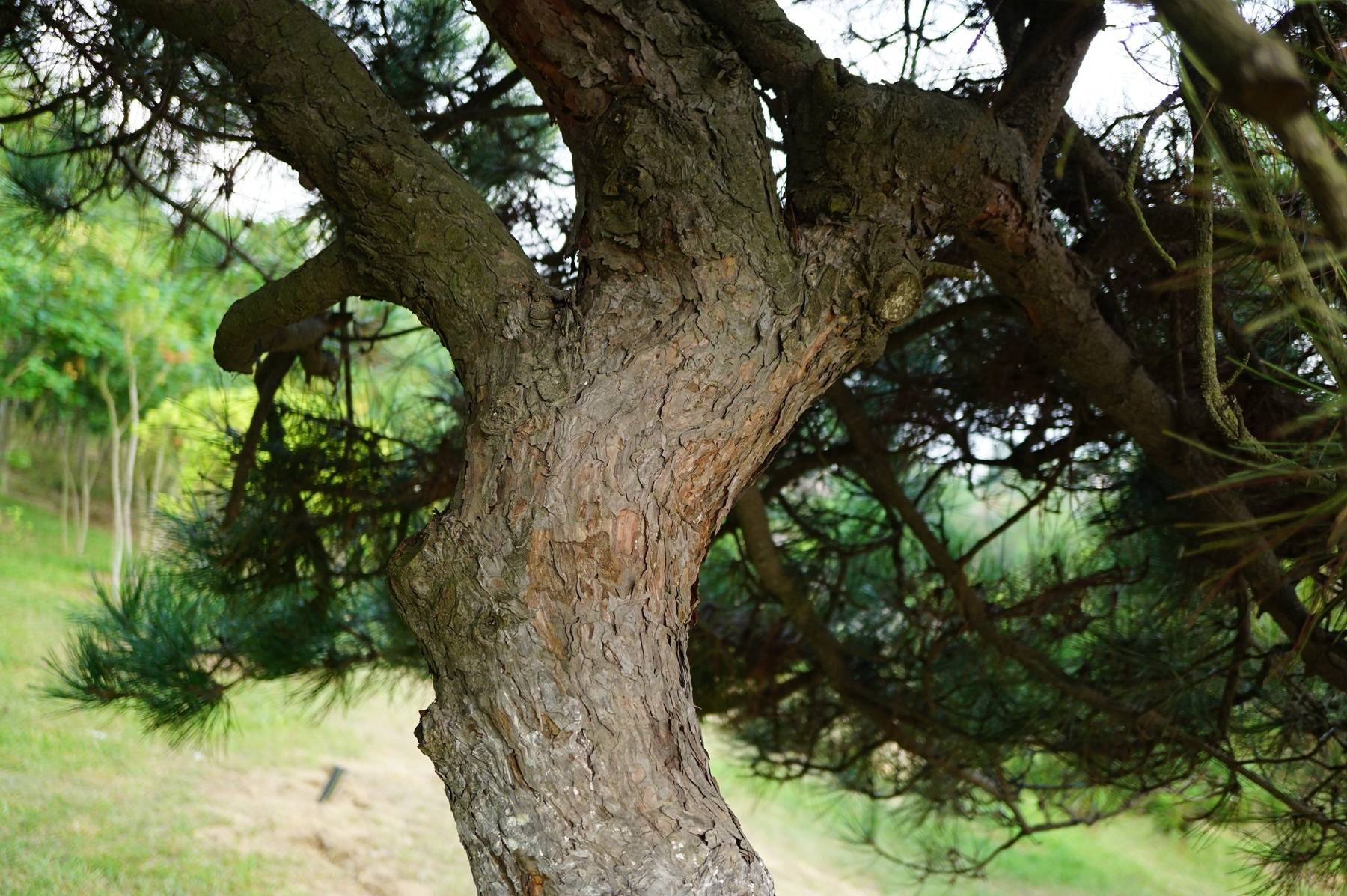 我见到的山东本土野生植物(34)油松_树皮_树脂_红褐色