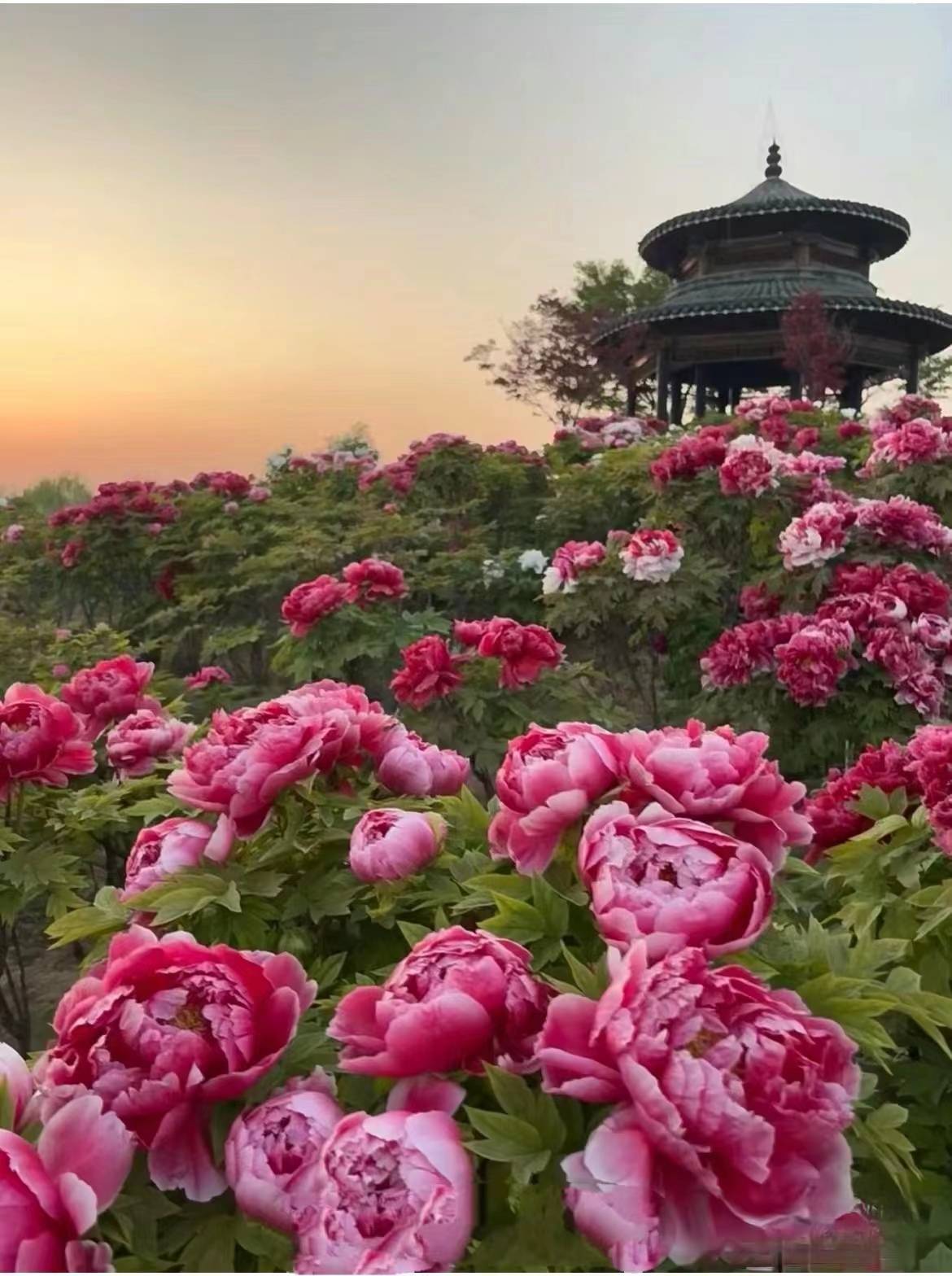 河南洛阳牡丹园最佳观赏季节是什么时候洛阳牡丹最佳观赏期