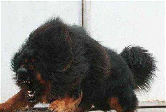 中国一犬上榜,被它咬住非死即伤_藏獒_加利纳_主人