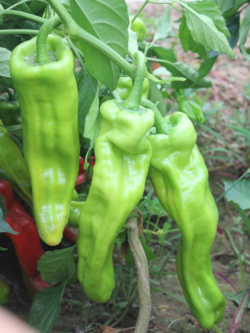 4,根据辣椒不同生长阶段,合理安排肥水管理.