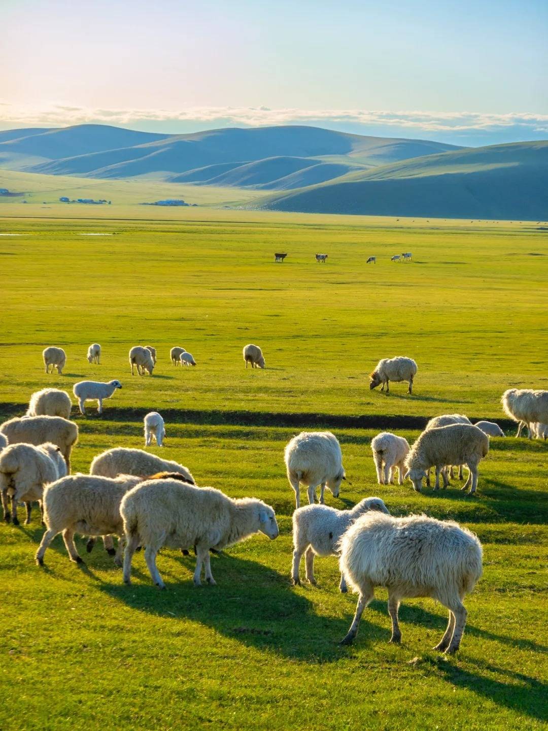 内蒙古旅游攻略,五天游玩行程,景点介绍_希拉穆仁草原_小杰_七星