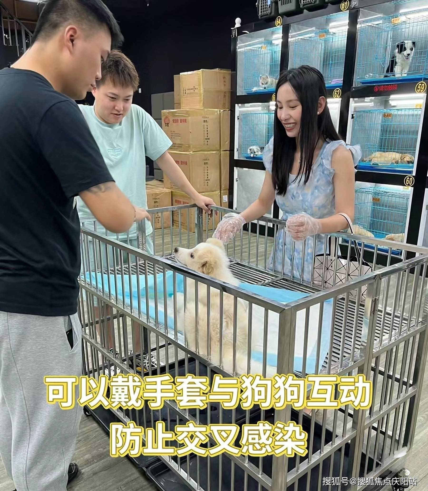 太原福安家宠物店(杏花岭店)位于:太原杏花岭区府东街12号旁,正规犬舍
