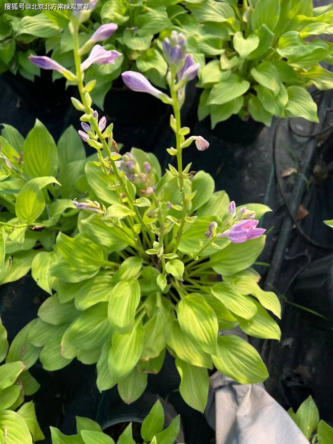 皇家旗帜玉簪如何越冬管理北京种植基地