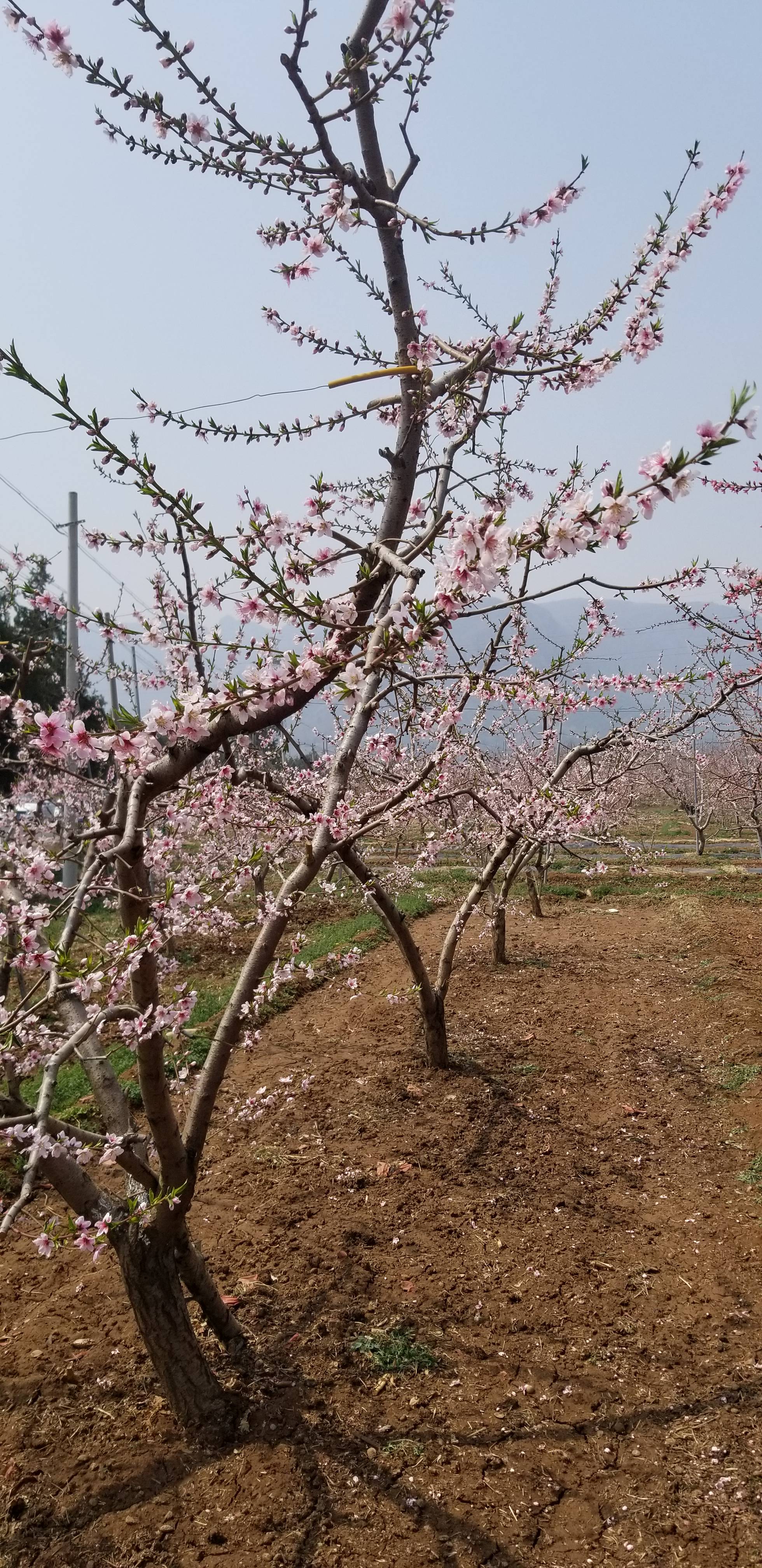 桃花海平谷图片