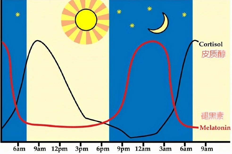 人体内的皮质醇分泌呈现出昼夜节律性,其水平在早晨八点左右达到峰值