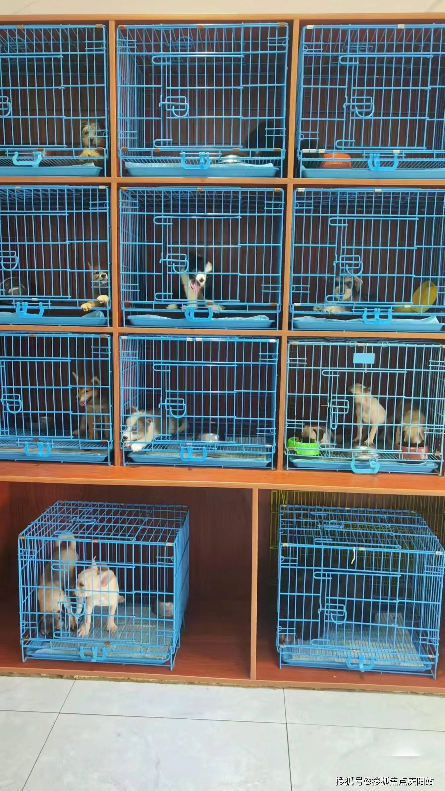 上海闵行区买宠物首页网站上海闵行区哪里有卖宠物猫狗的地方