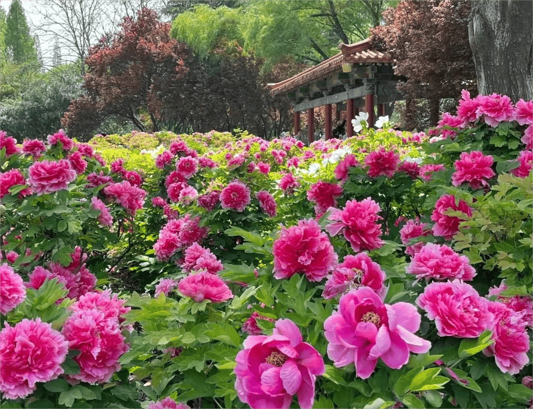 牡丹花城洛阳古都的精神寄托