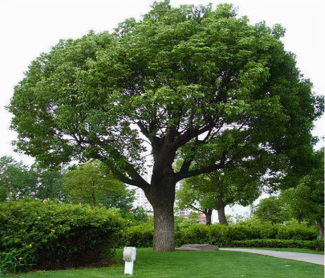 原创你们也管得太宽了上海一老人修剪自家香樟树被罚款14万元