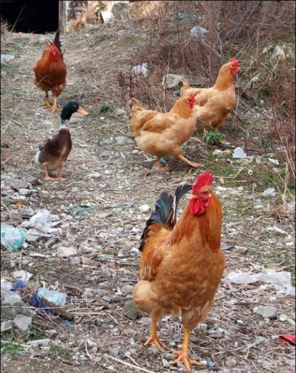 原创美国命硬无头鸡活了18个月主人还带它全国巡演后来怎样