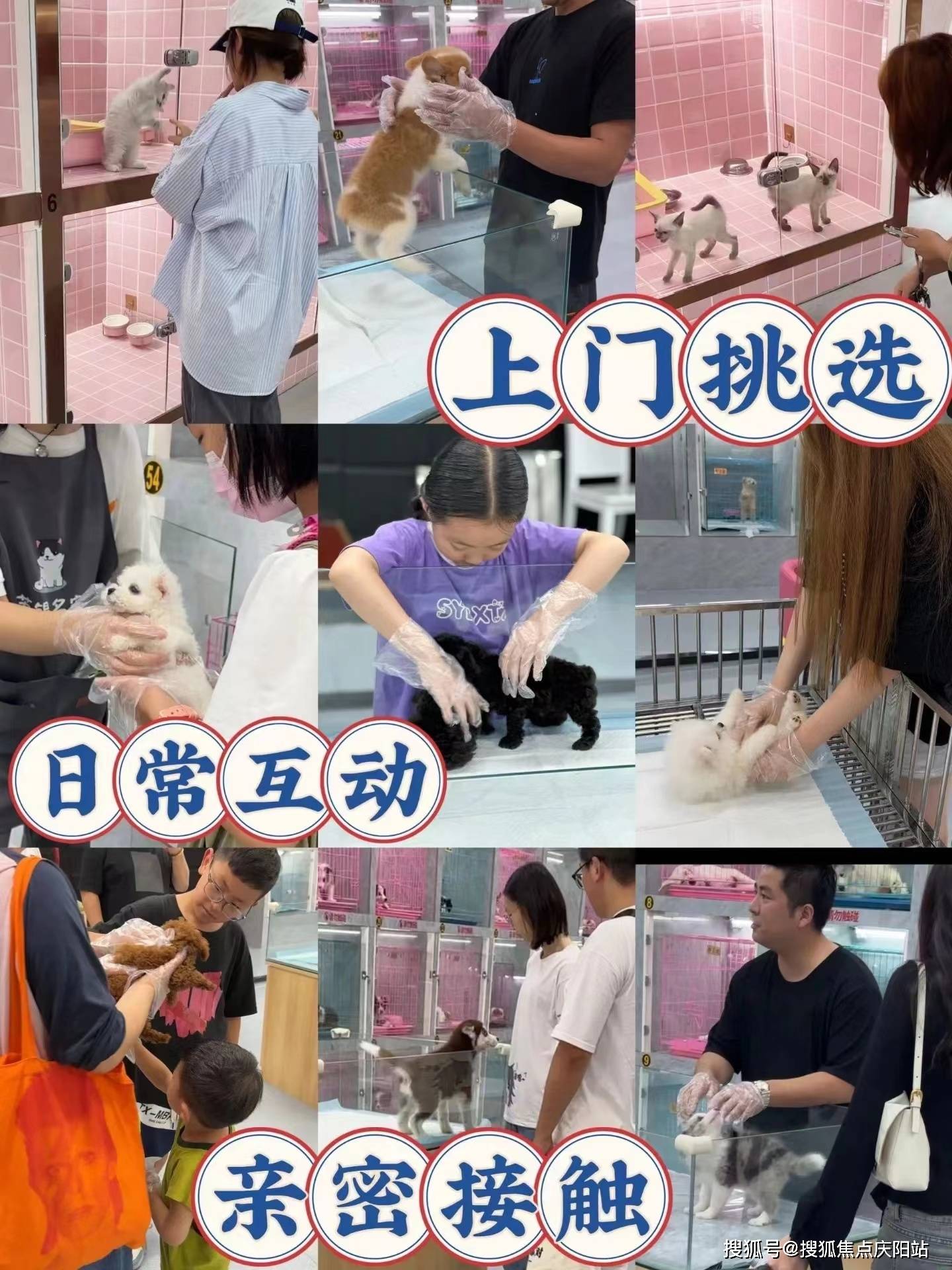 北京买比熊犬丨北京朝阳区哪里有卖比熊犬的宠物市场丨北京福安家猫