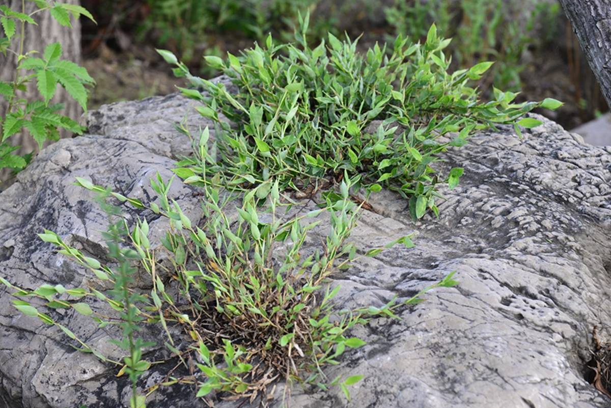 我见到的山东本土野生植物