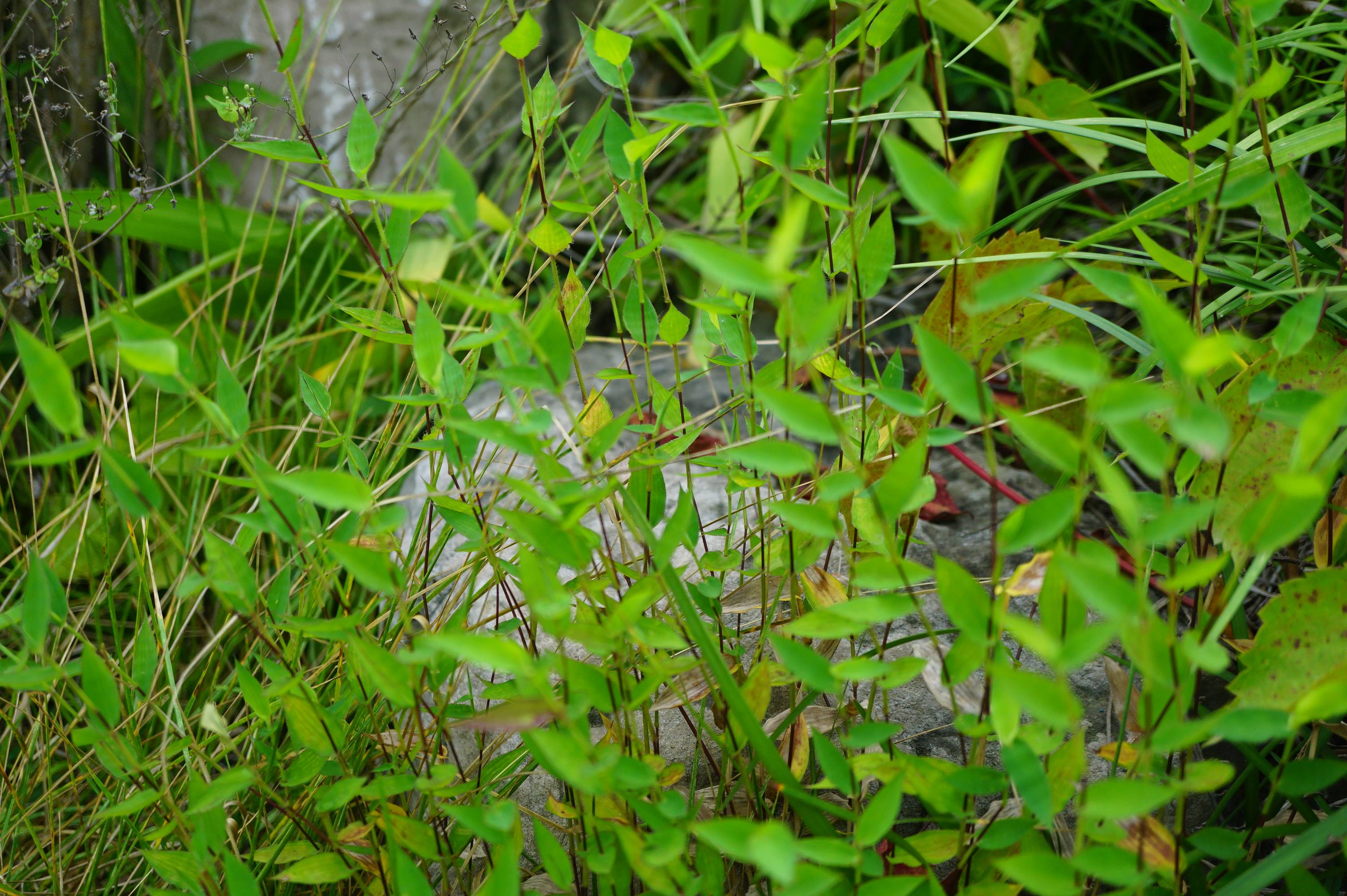 我见到的山东本土野生植物