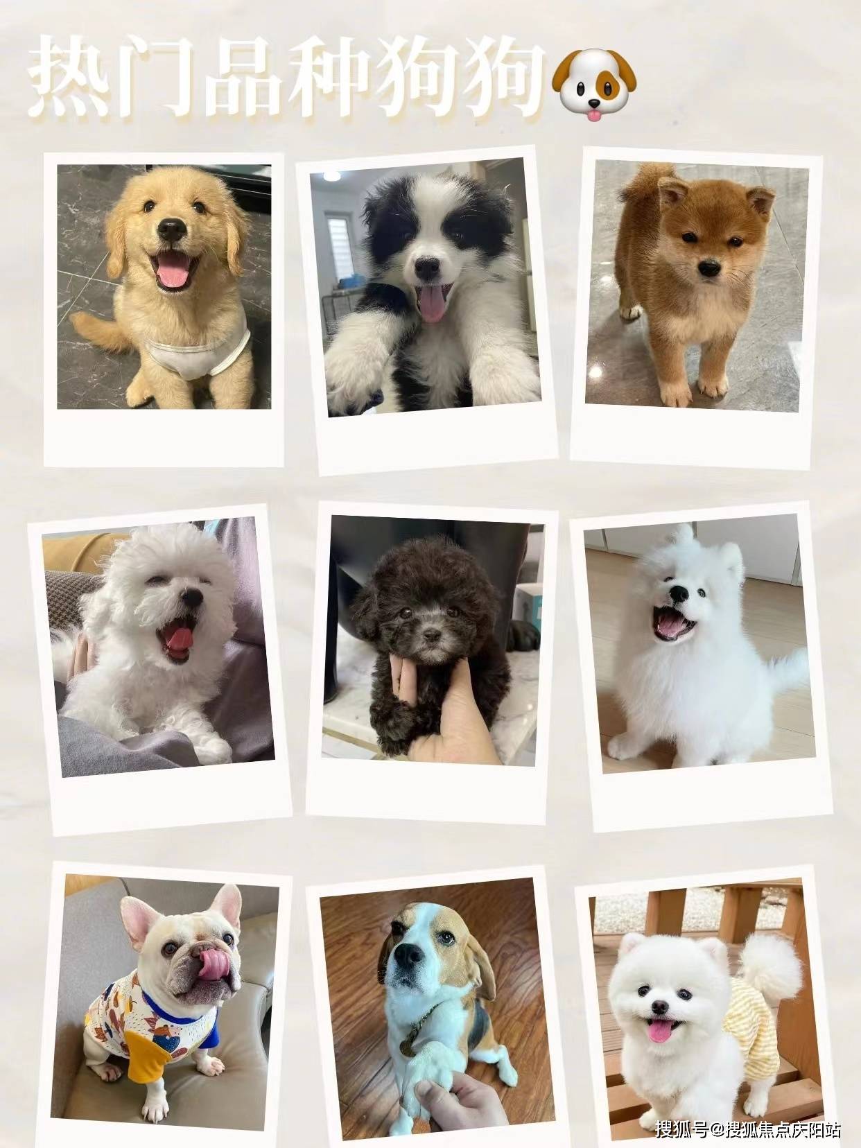 宁波买拉布拉多幼犬首页网站丨宁波镇海区哪里有正规卖拉布拉多犬的