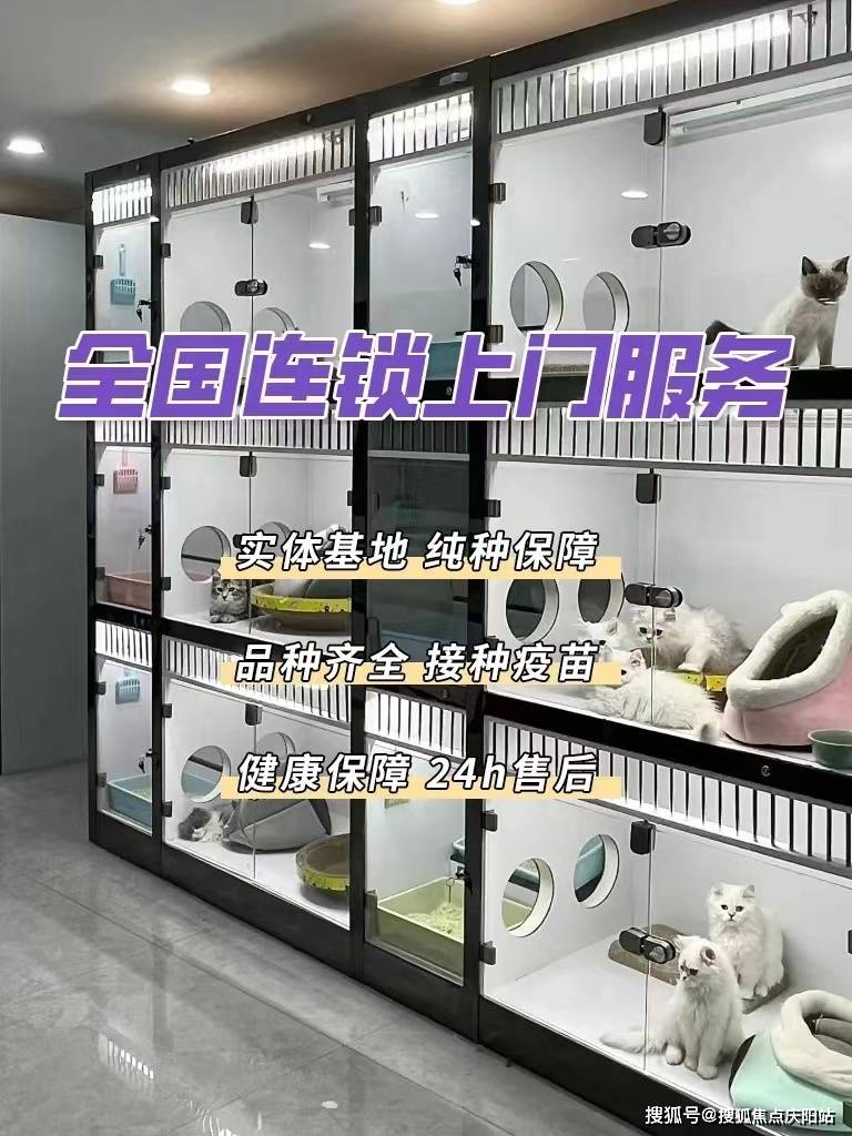 拉布拉多狗狗首页网站丨昆明官渡区哪里有正规卖拉布拉多狗狗的宠物店