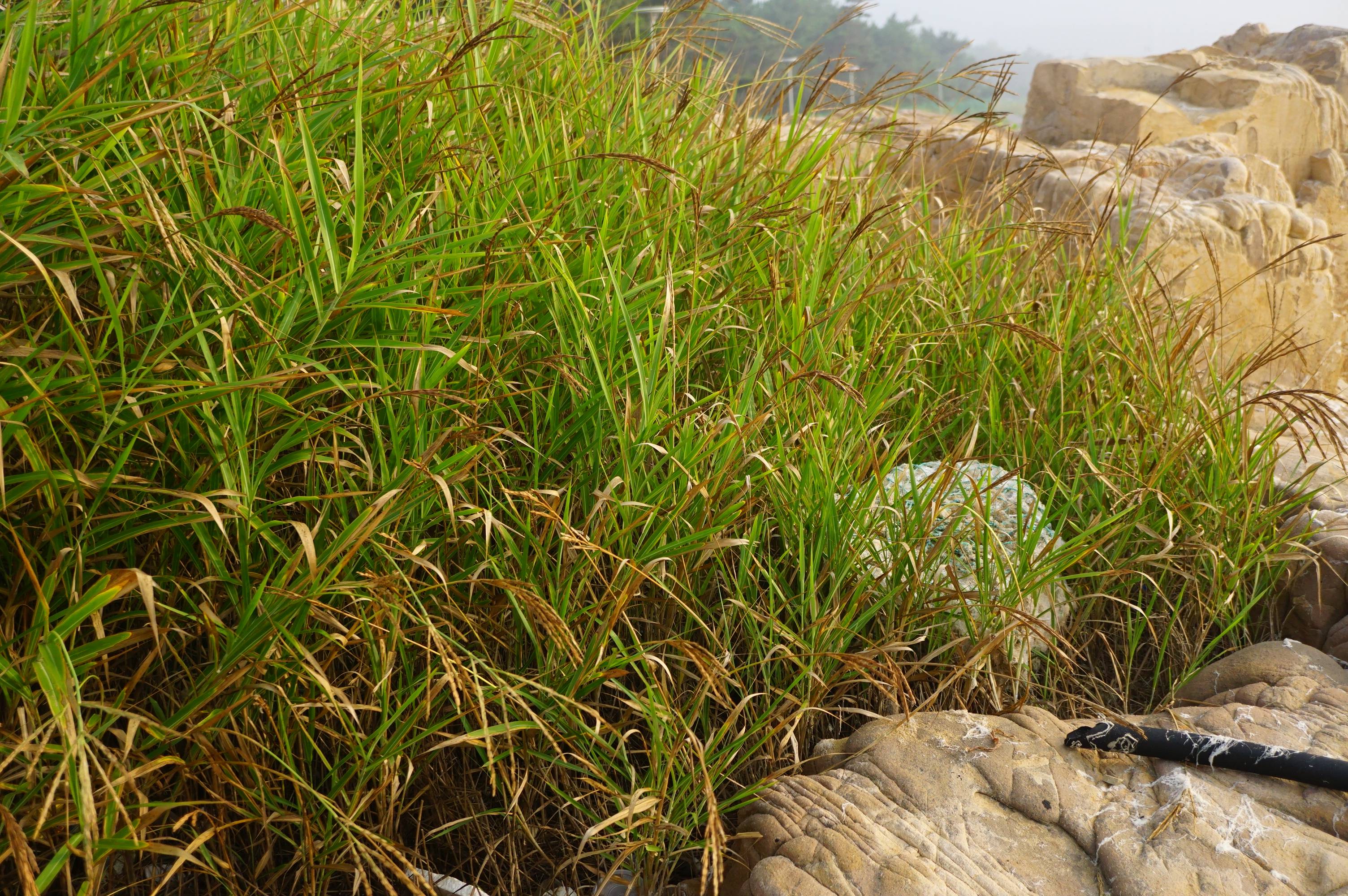 我见到的山东本土野生植物