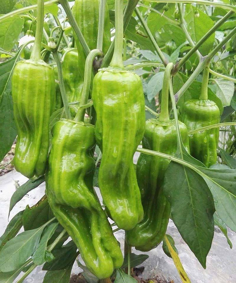 薄皮芜湖椒皱皮椒薄皮椒泡椒辣椒种子