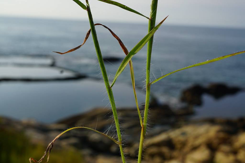 我见到的山东本土野生植物
