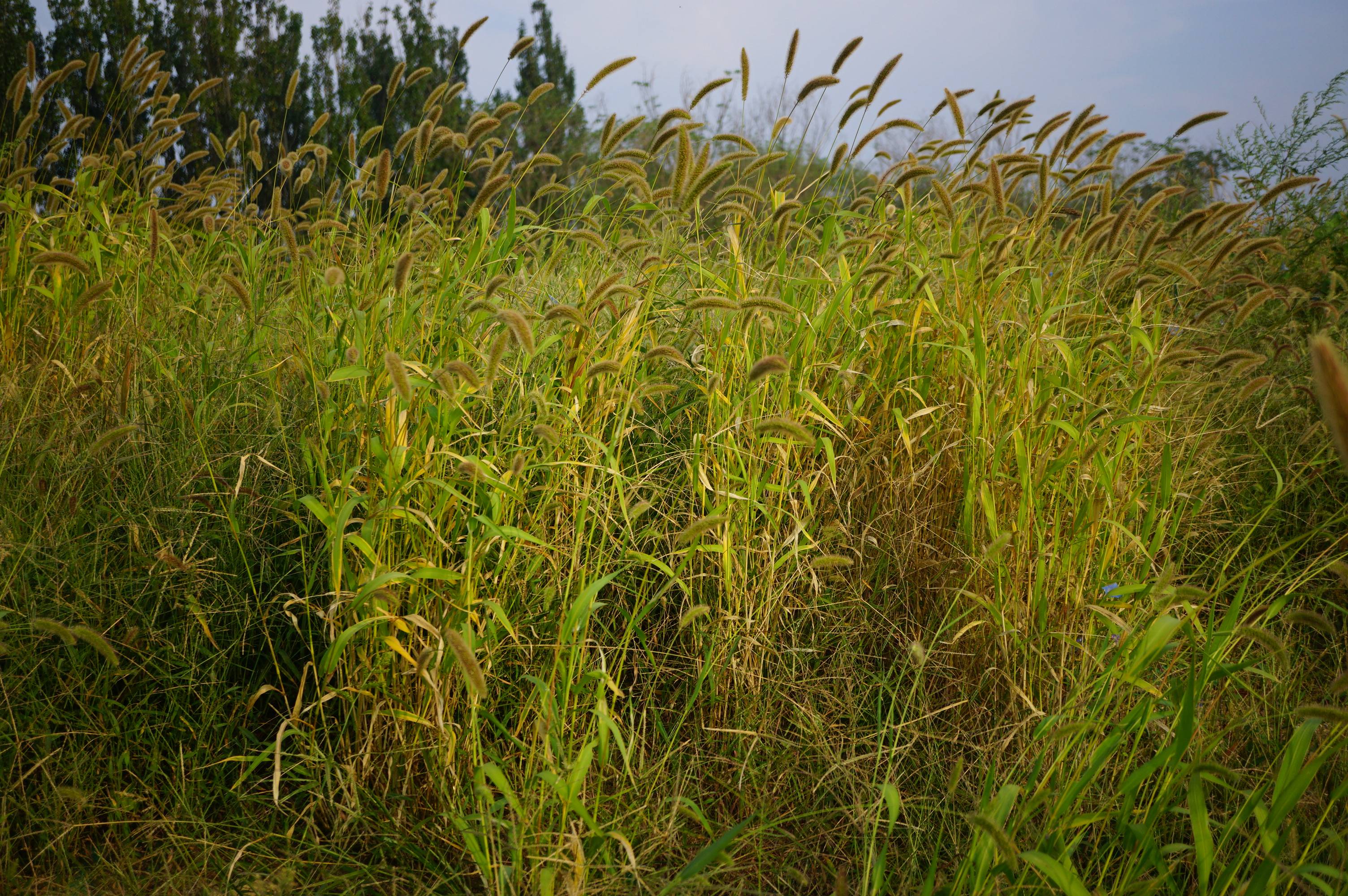 我见到的山东本土野生植物