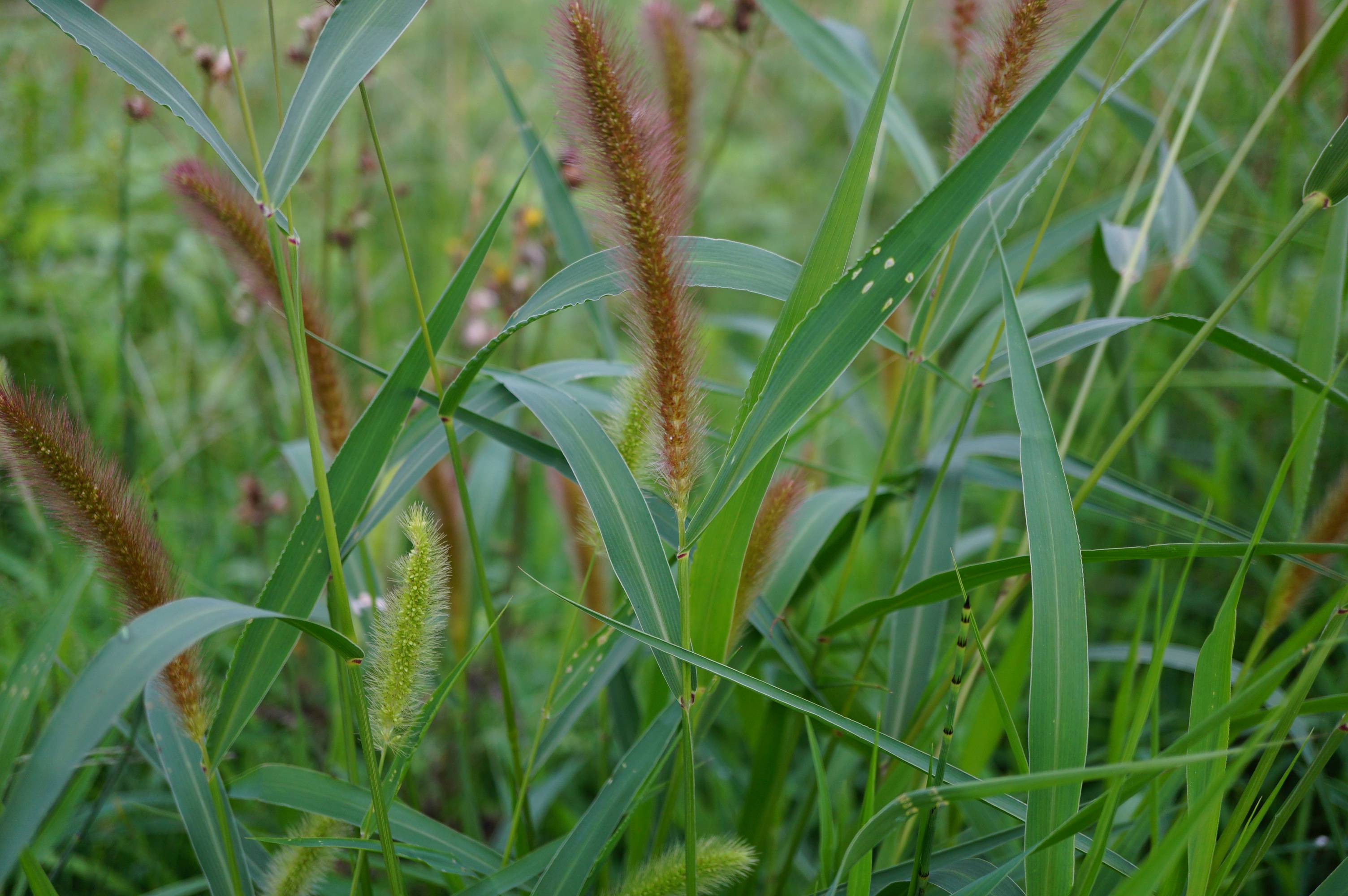 我见到的山东本土野生植物(109)狗尾草