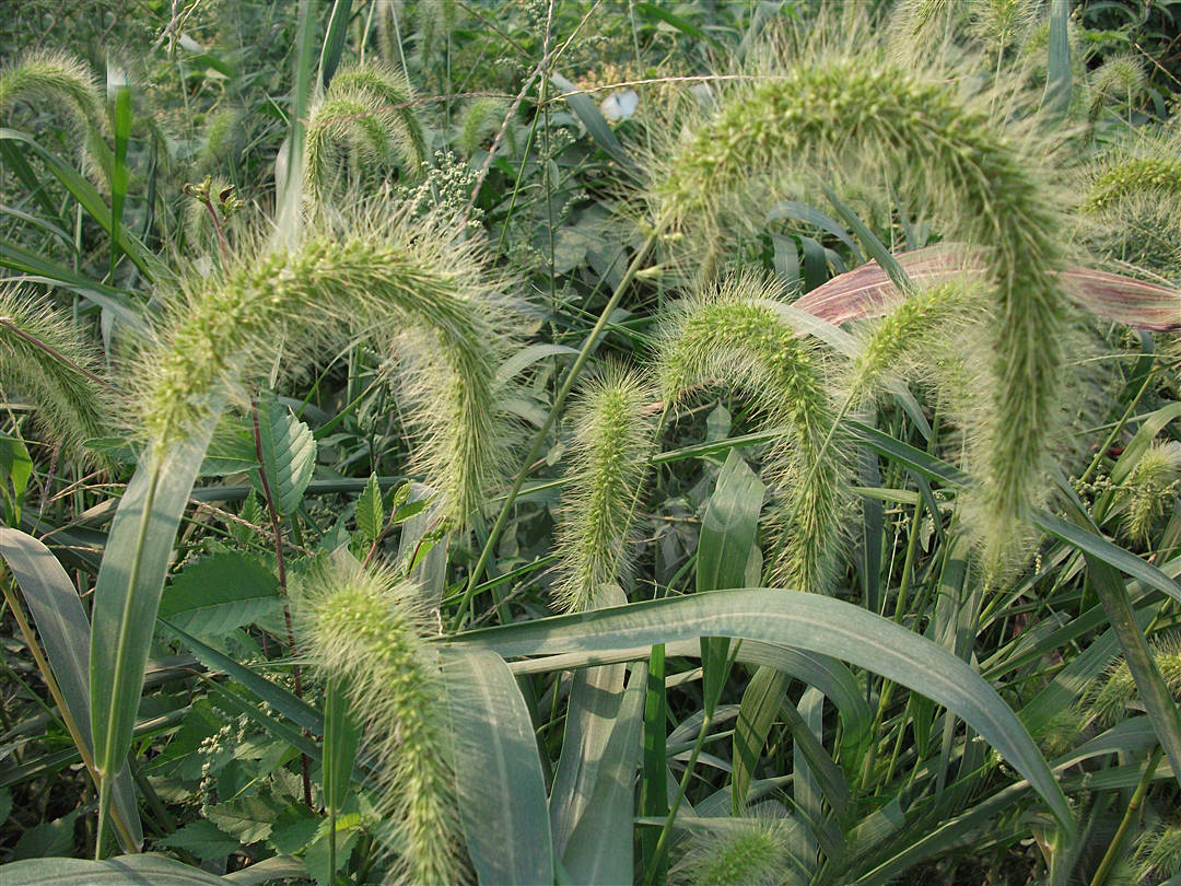 我见到的山东本土野生植物