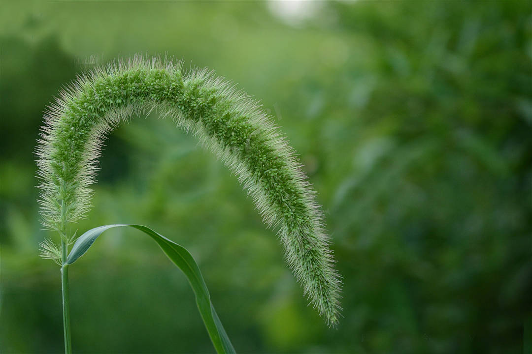 我见到的山东本土野生植物