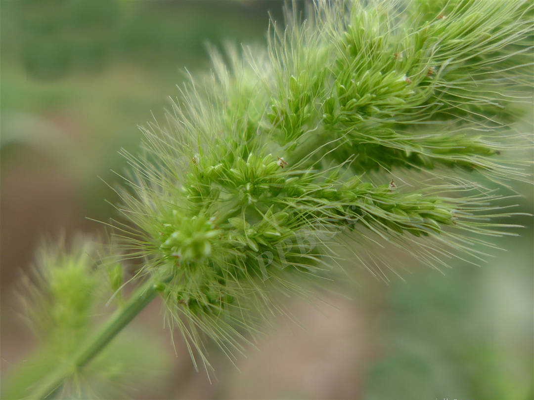 我见到的山东本土野生植物