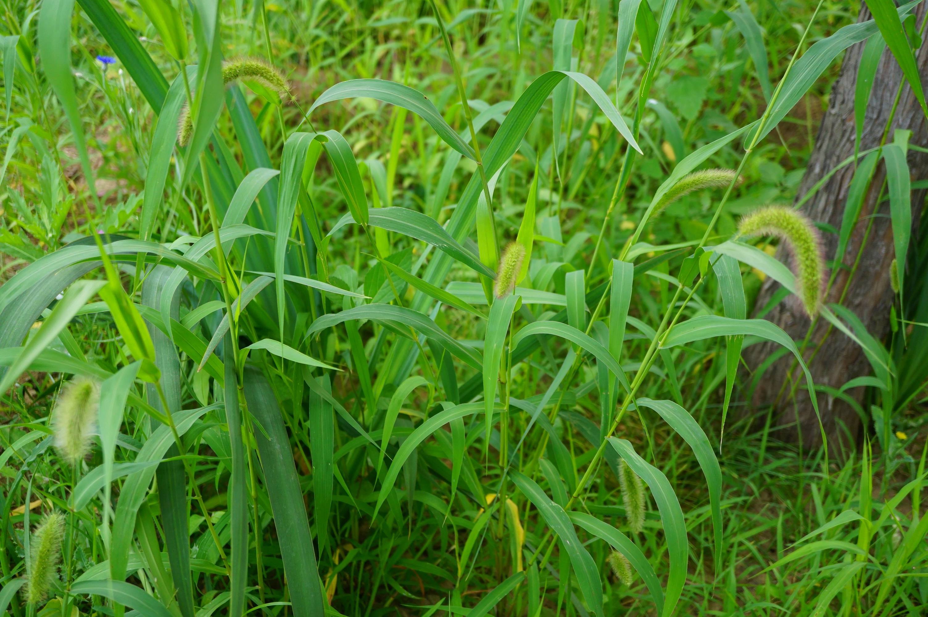 我见到的山东本土野生植物