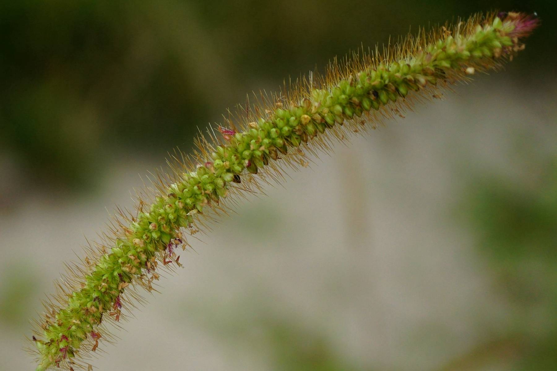 我见到的山东本土野生植物