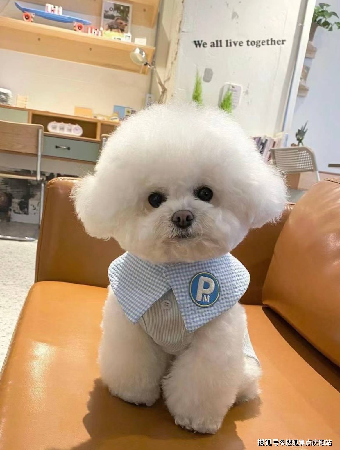 天津买比熊犬首页网站(天津北辰区)比熊狗多少钱一只