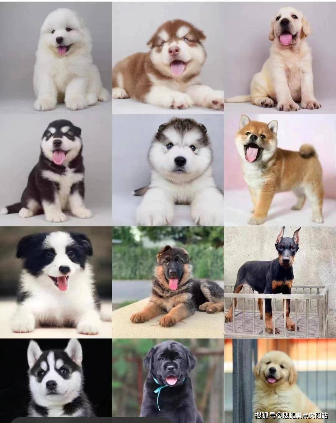 成都买博美犬首页网站(成都成华区)哪里有博美犬出售